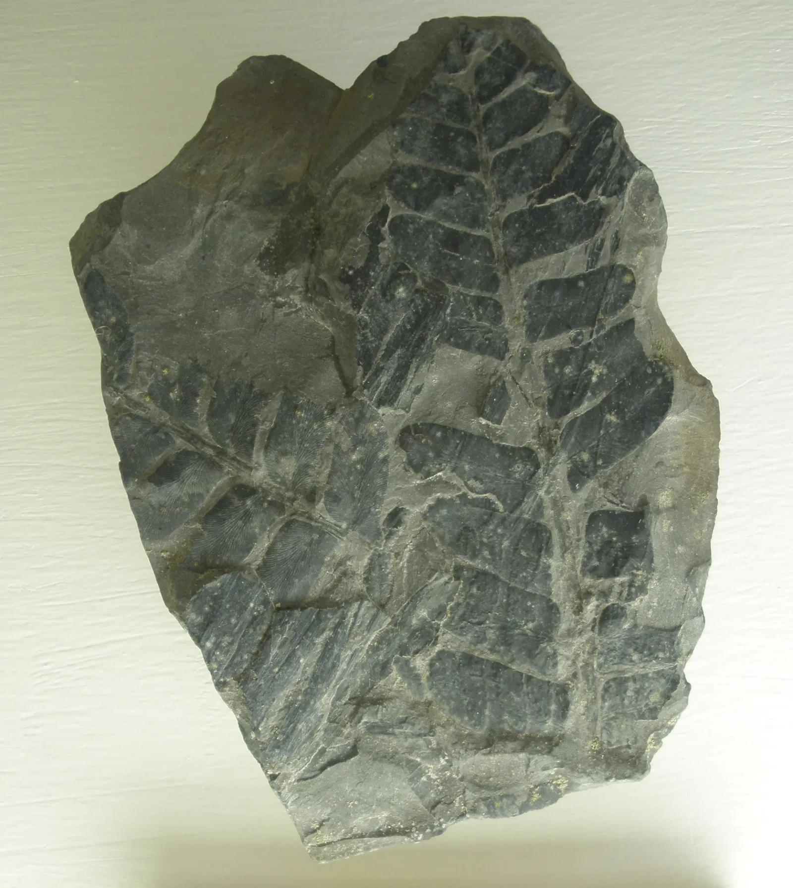 Museo di Storia Naturale