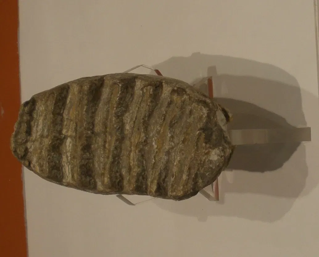 Museo di Storia Naturale