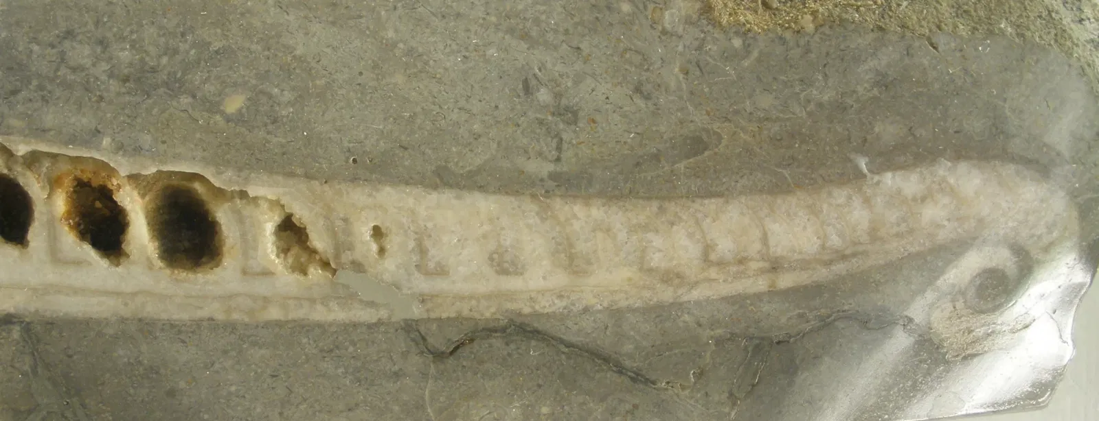 Museo di Storia Naturale