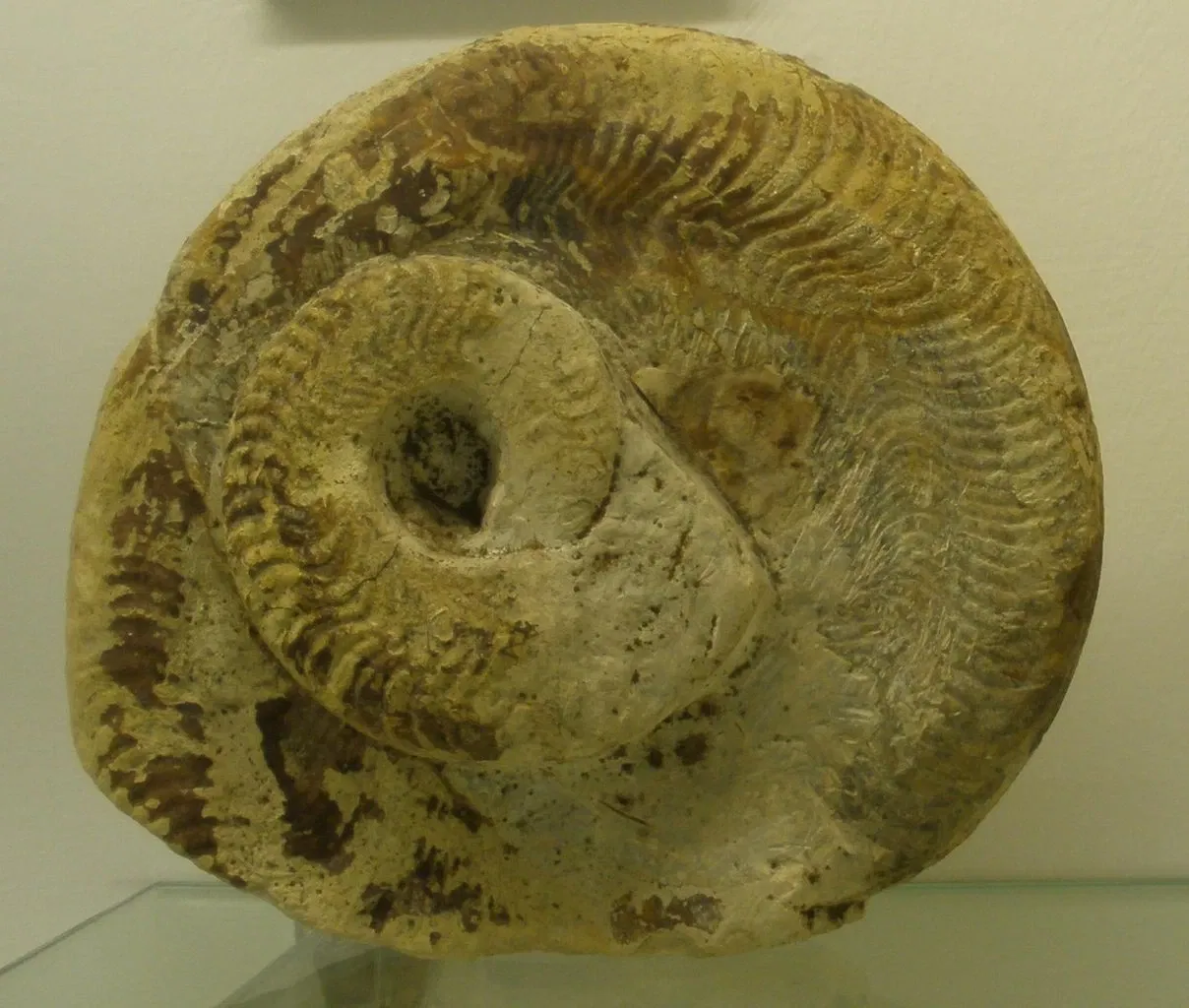 Museo di Storia Naturale