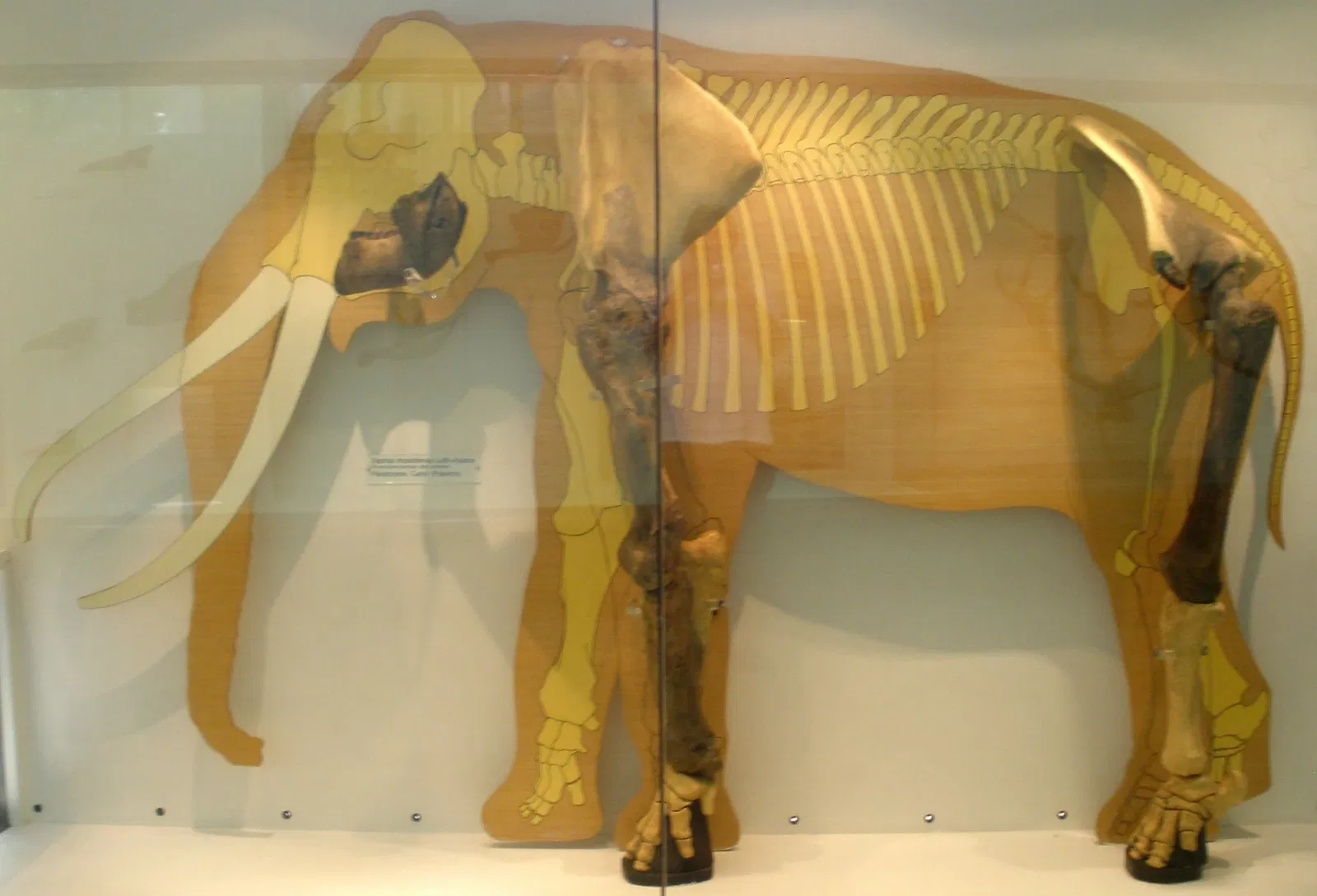 Museo di Storia Naturale