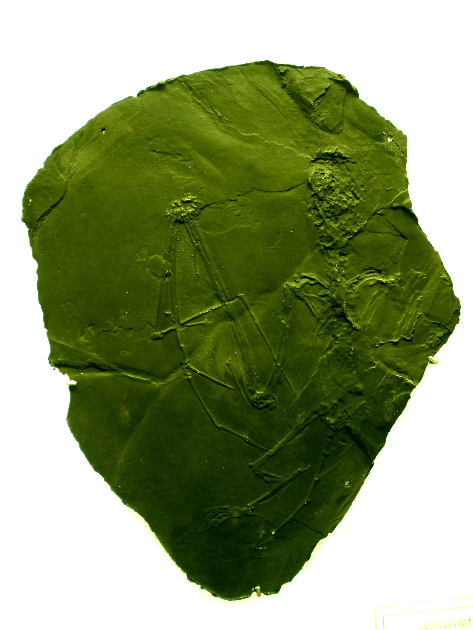 Museo di Storia Naturale