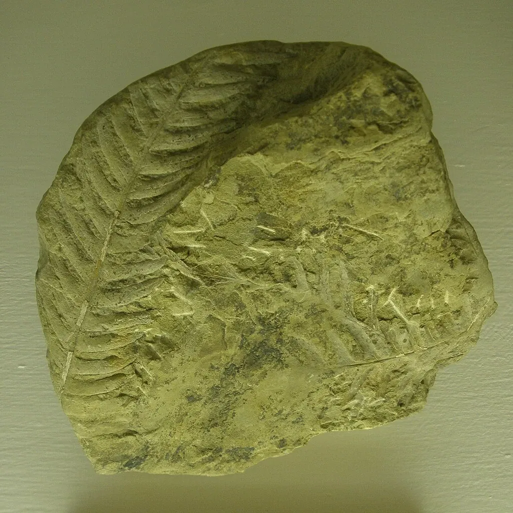 Museo di Storia Naturale