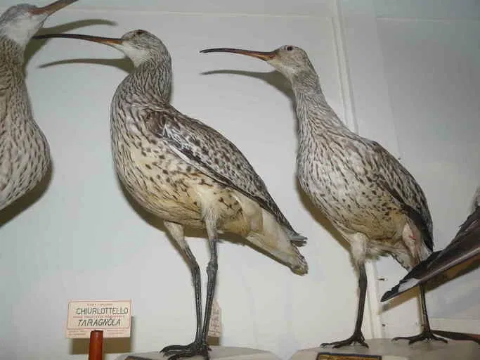 Museo di Storia Naturale