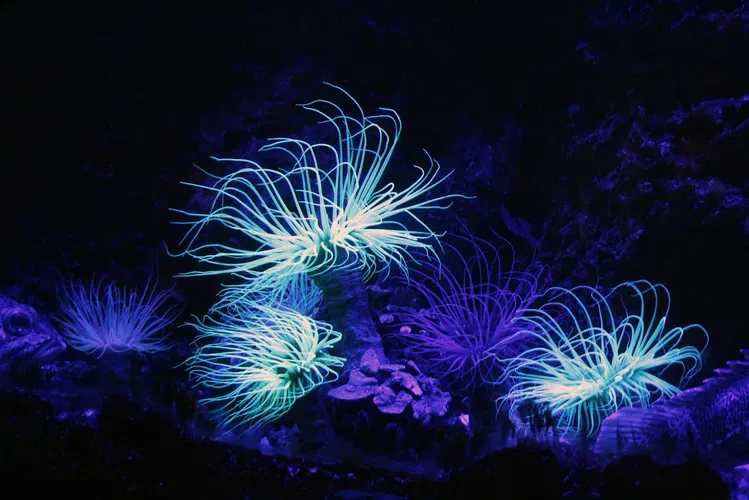 Aquarium de Biarritz