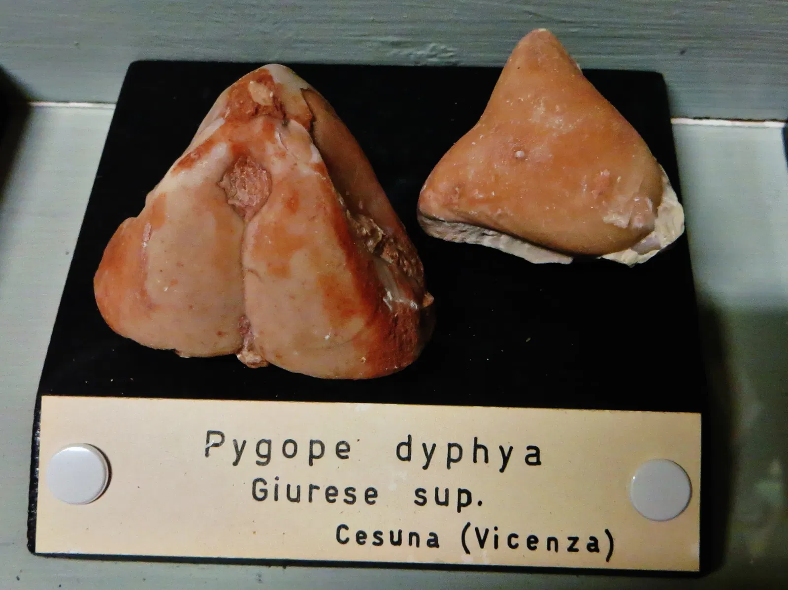 Civic Museum of Natural History of Ferrara