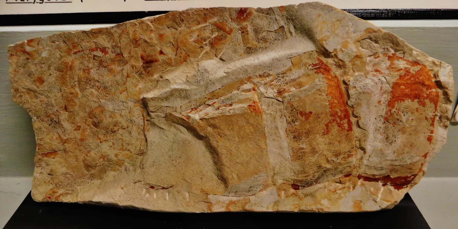 Museo Civico di Storia Naturale di Ferrara