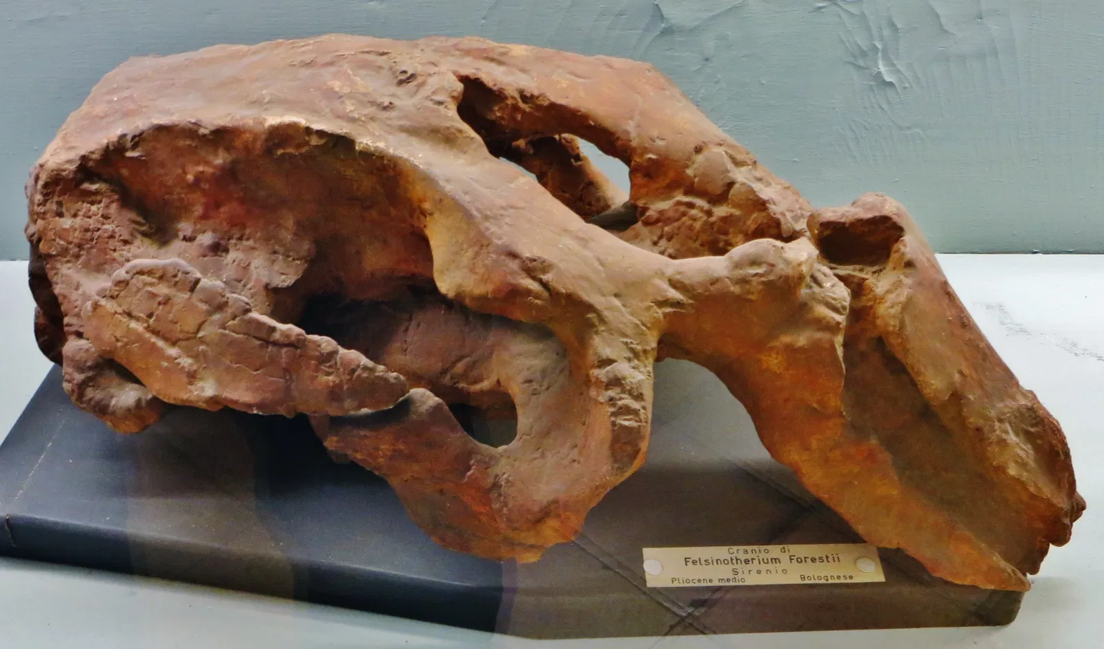 Civic Museum of Natural History of Ferrara