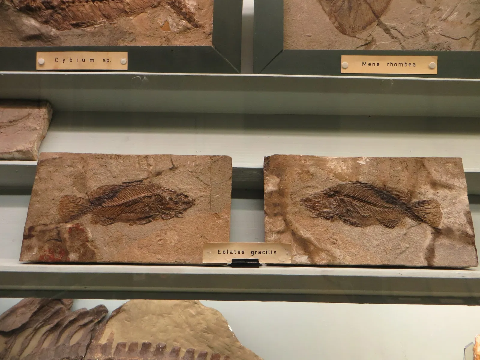 Civic Museum of Natural History of Ferrara