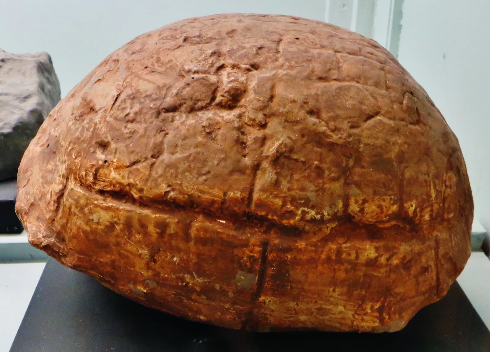 Museo Civico di Storia Naturale di Ferrara