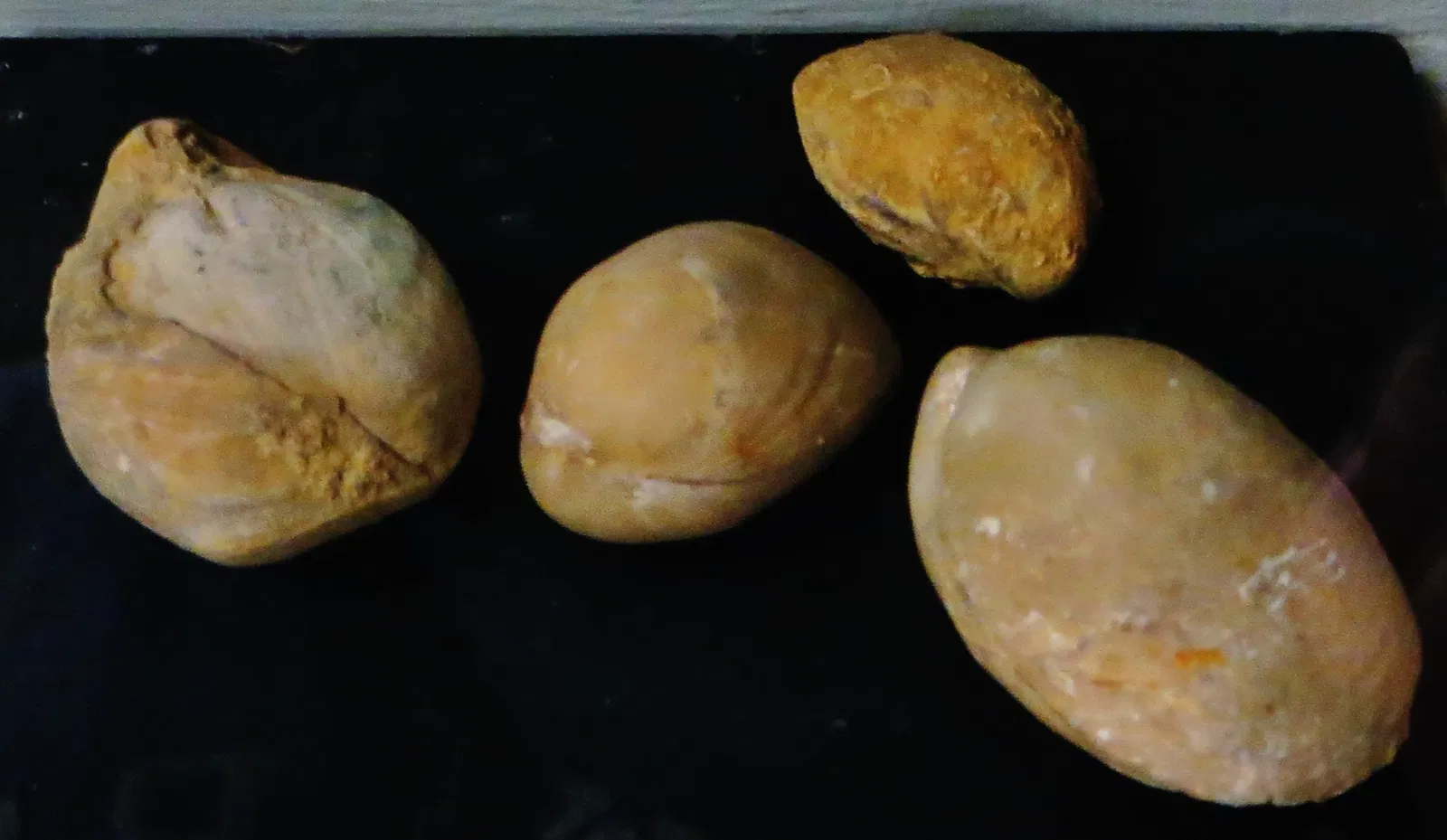 Museo Civico di Storia Naturale di Ferrara