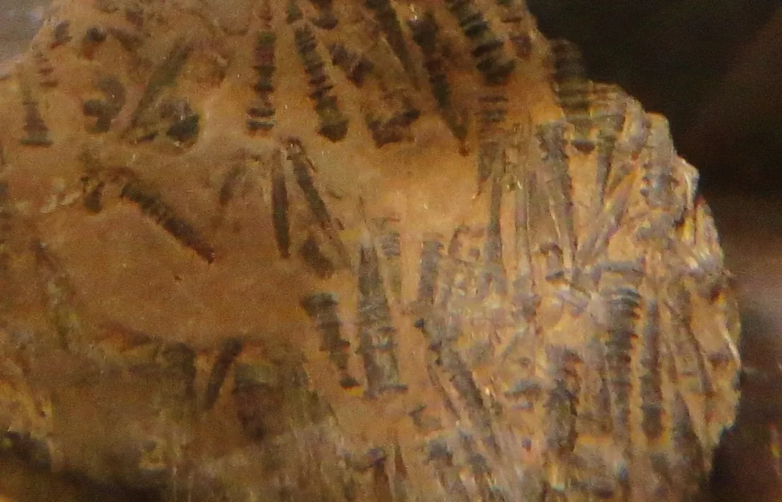 Museo Civico di Storia Naturale di Ferrara