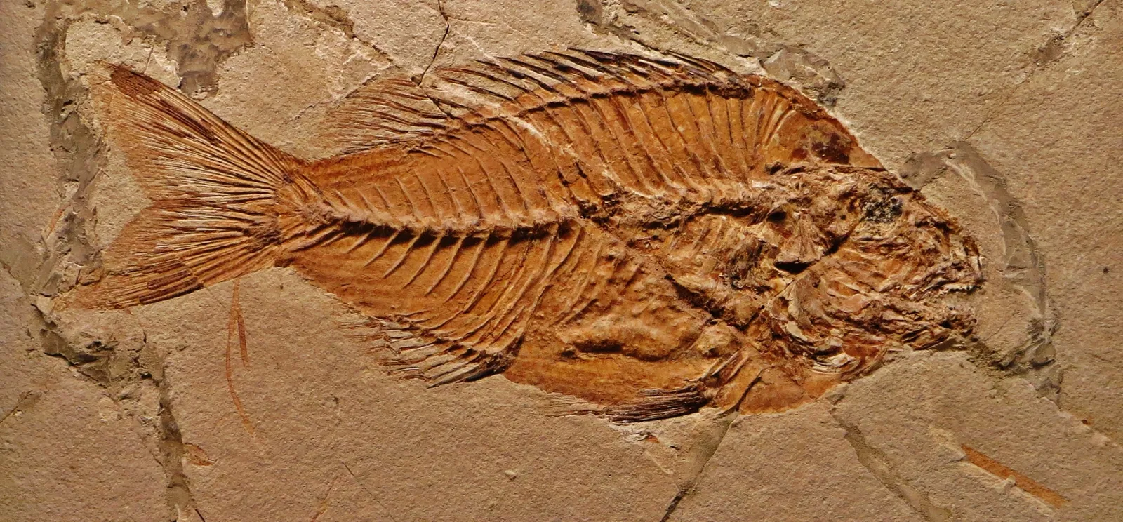 Museo Civico di Storia Naturale di Ferrara