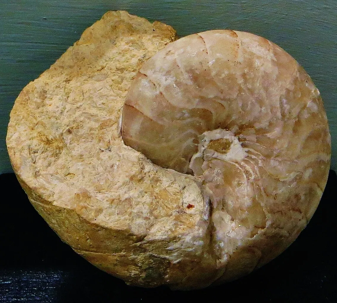 Museo Civico di Storia Naturale di Ferrara