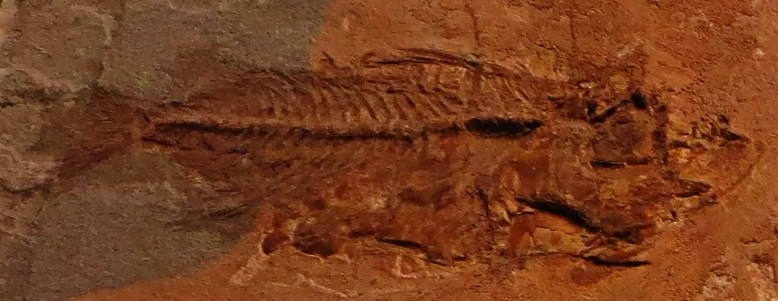 Civic Museum of Natural History of Ferrara