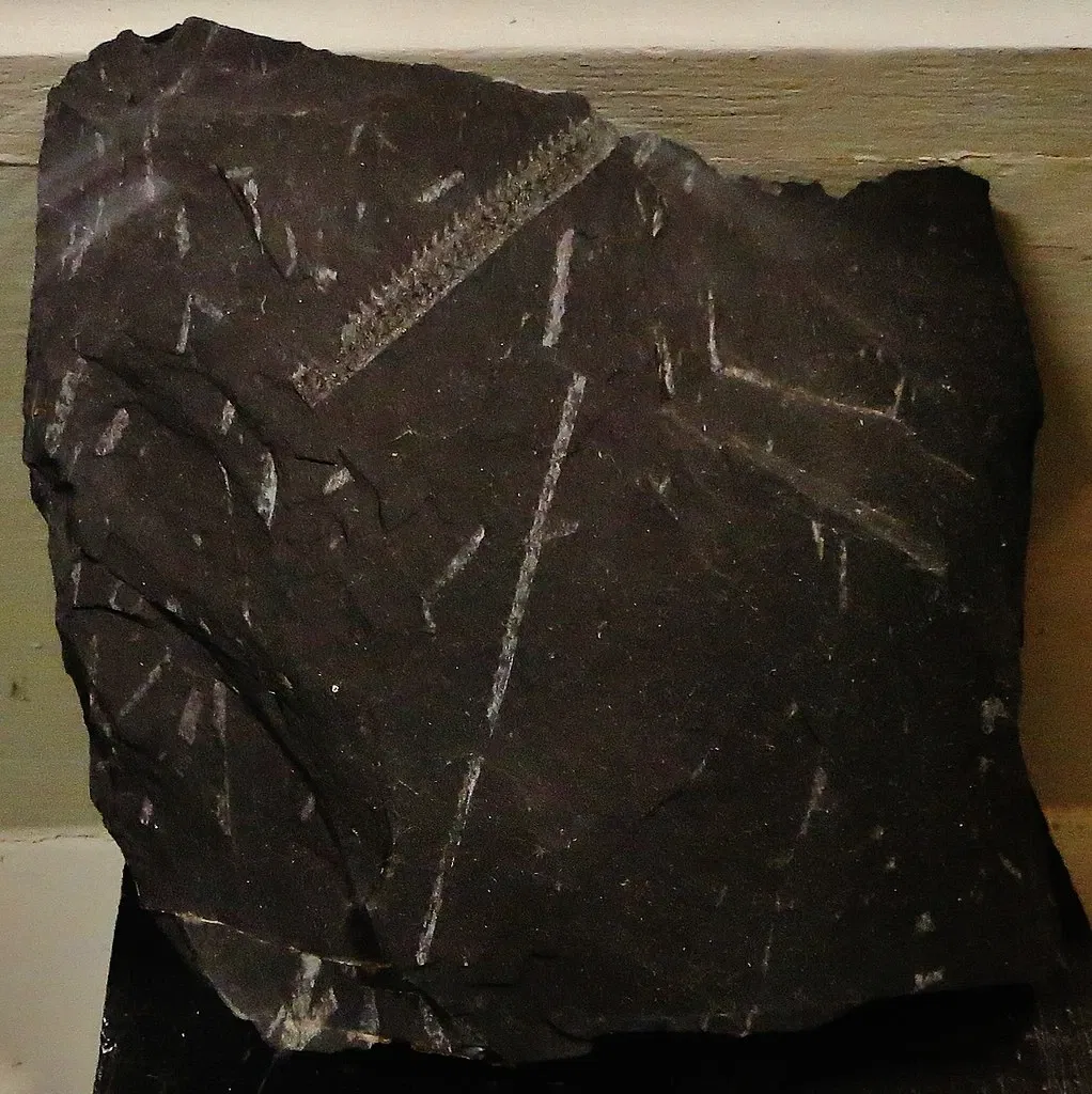 Museo Civico di Storia Naturale di Ferrara