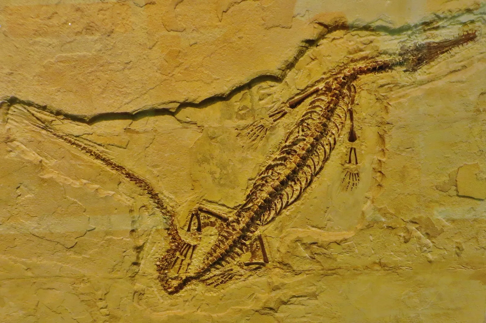 Museo Civico di Storia Naturale di Ferrara