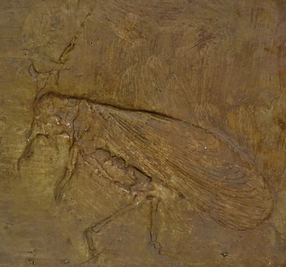 Civic Museum of Natural History of Ferrara