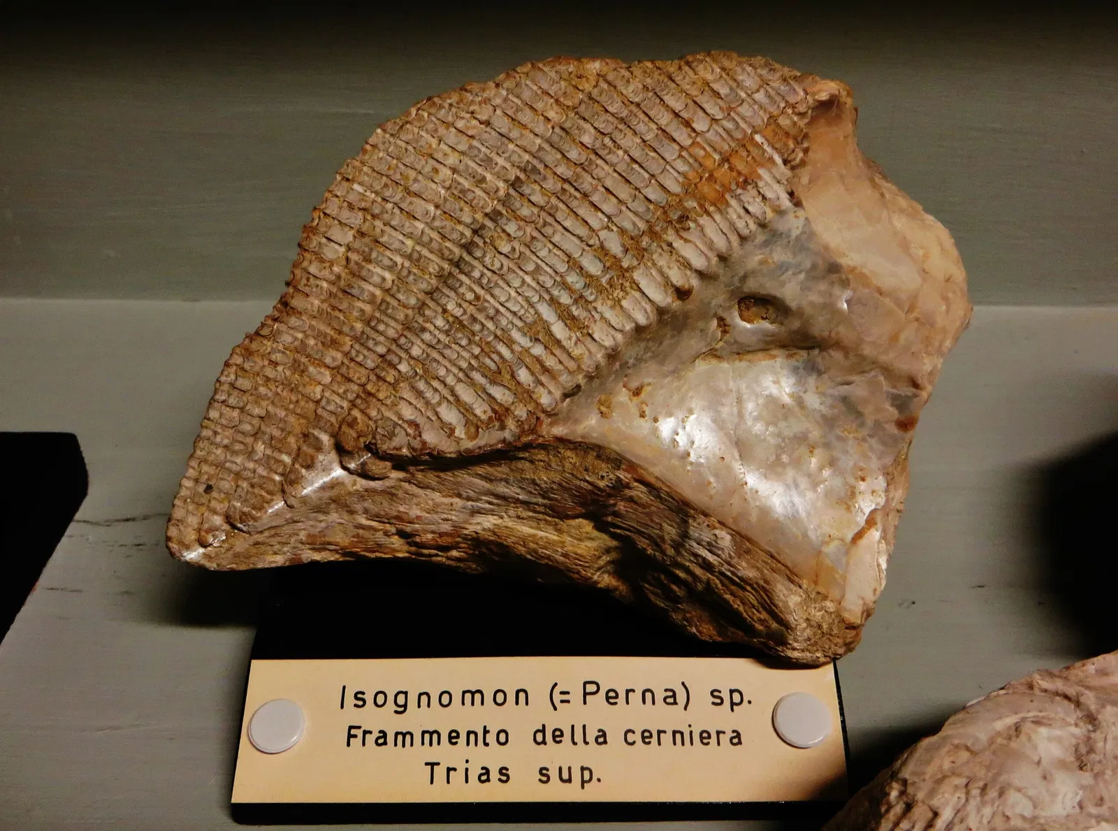 Museo Civico di Storia Naturale di Ferrara