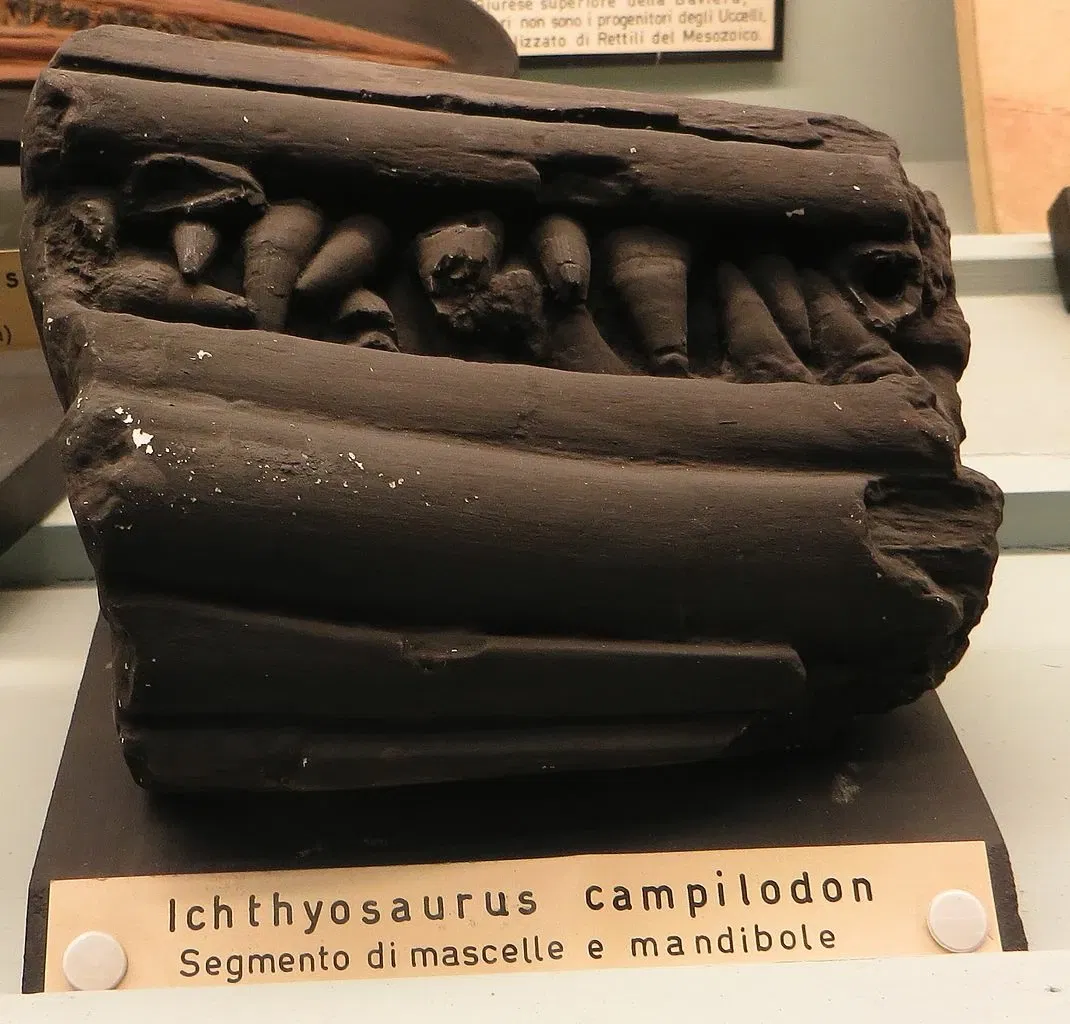 Civic Museum of Natural History of Ferrara