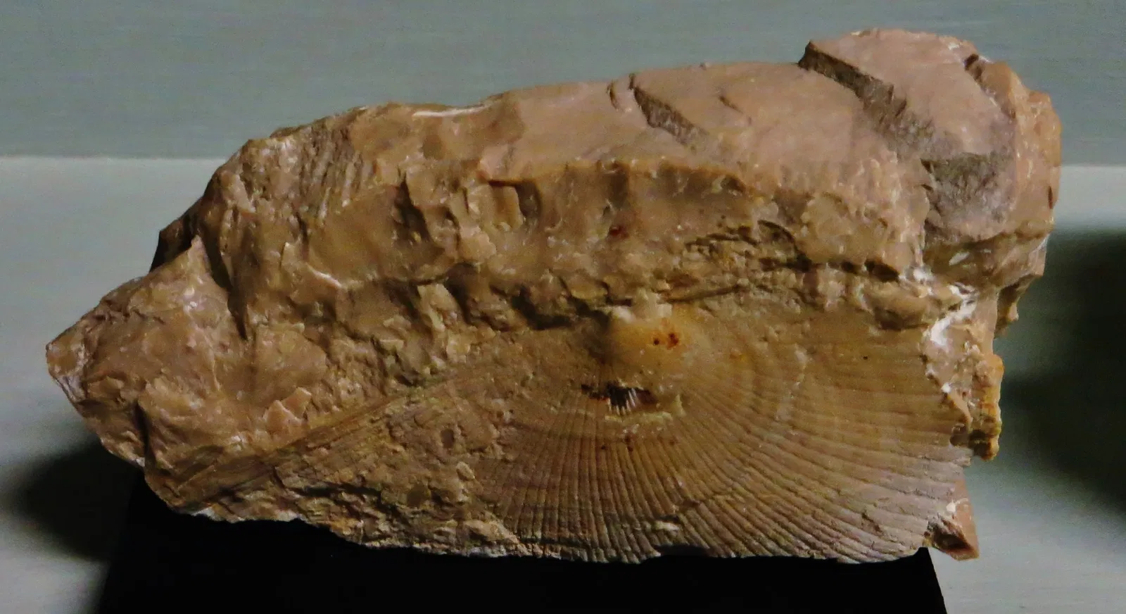 Museo Civico di Storia Naturale di Ferrara