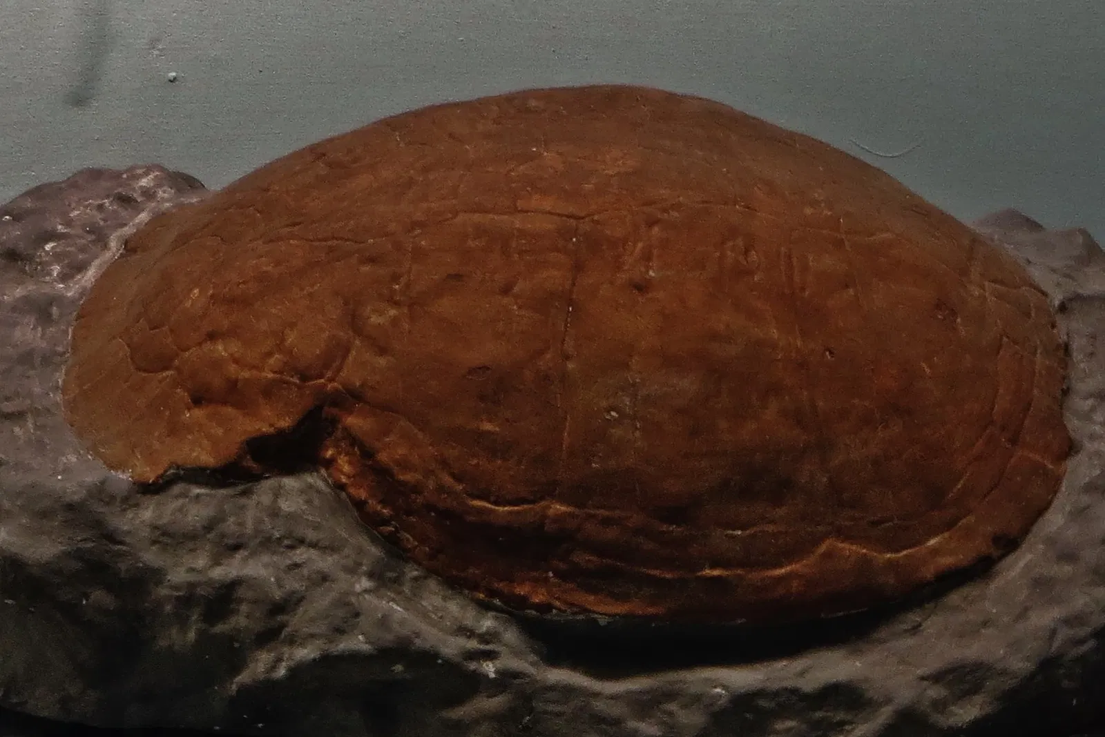 Civic Museum of Natural History of Ferrara