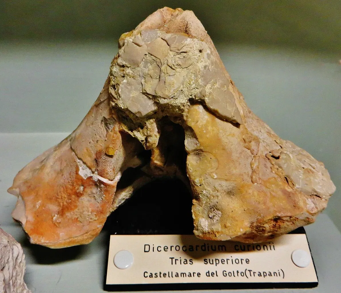 Civic Museum of Natural History of Ferrara