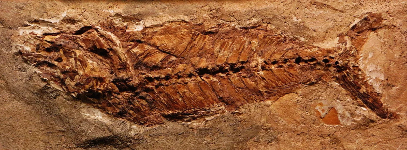 Museo Civico di Storia Naturale di Ferrara