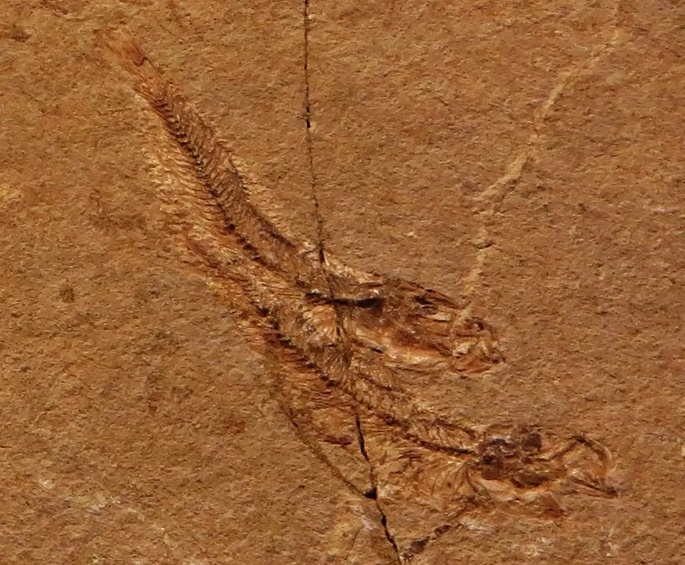 Civic Museum of Natural History of Ferrara