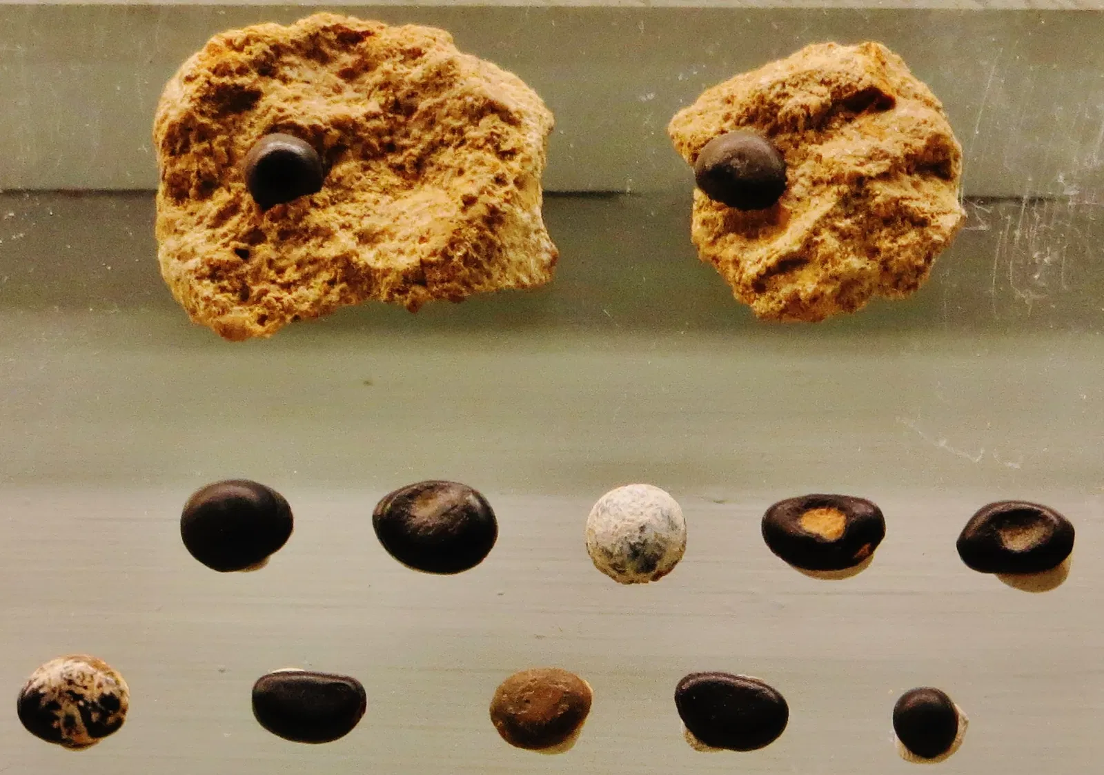 Civic Museum of Natural History of Ferrara