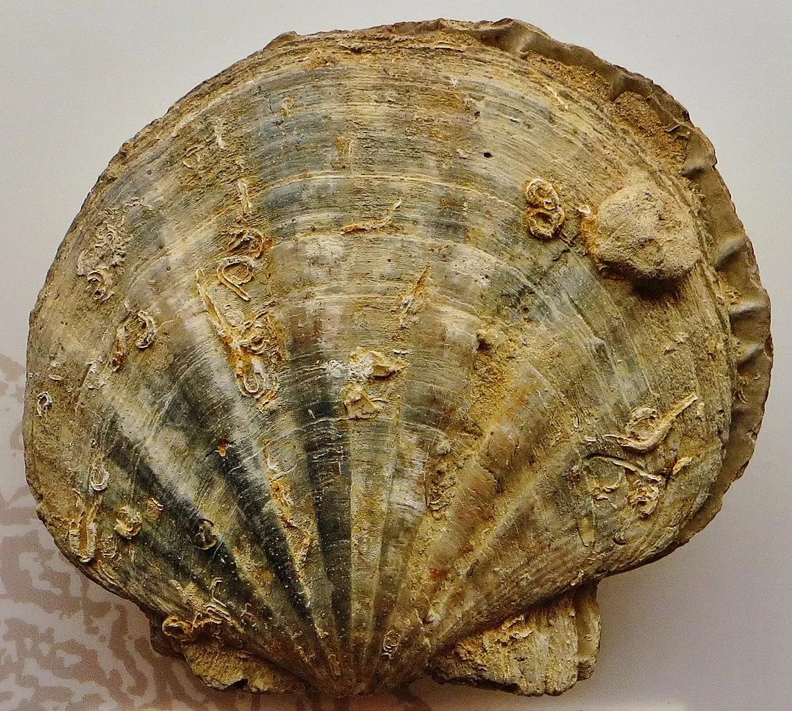 Museo Civico di Storia Naturale di Ferrara