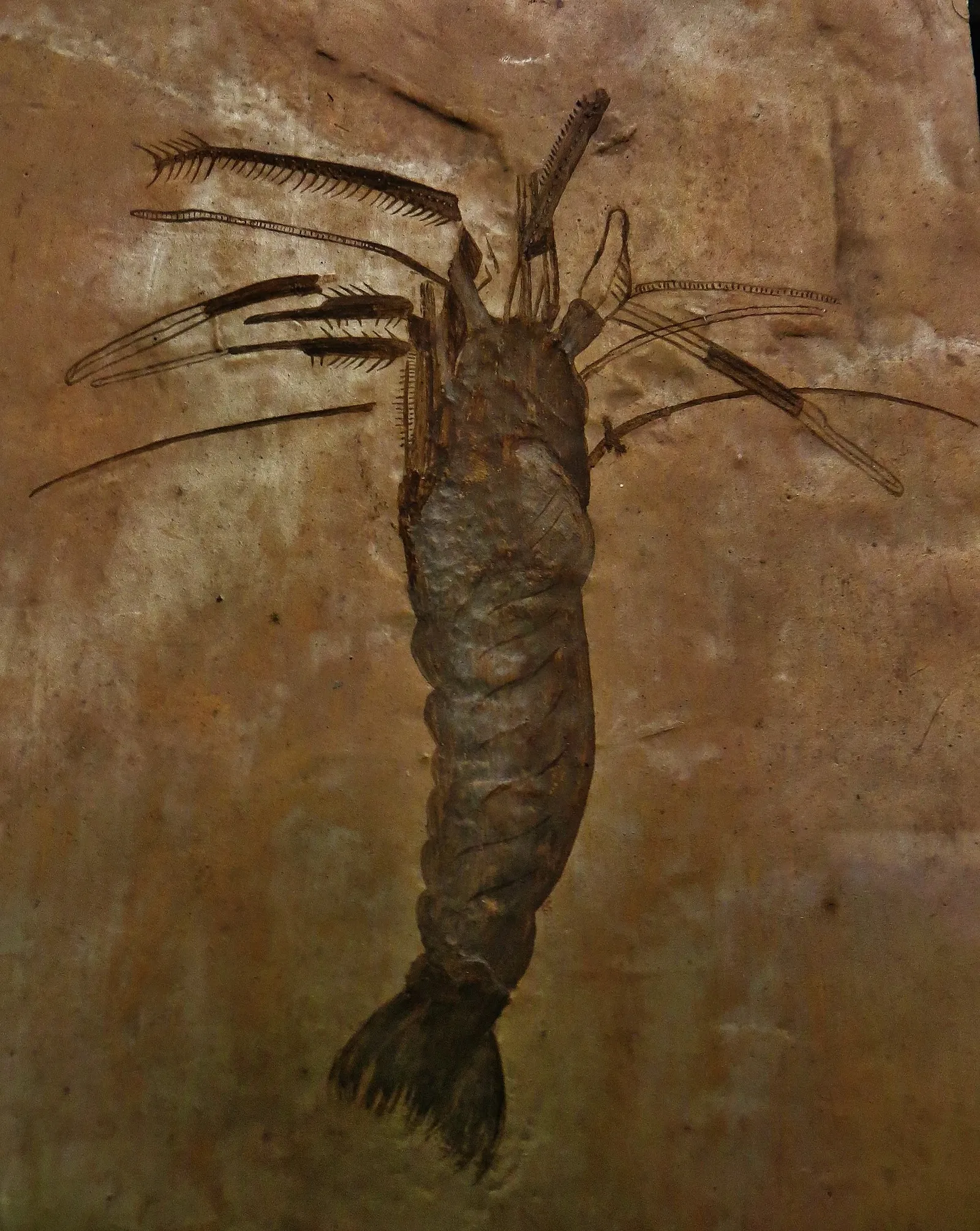 Museo Civico di Storia Naturale di Ferrara