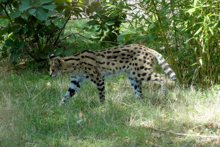 Zoo d'Amiens