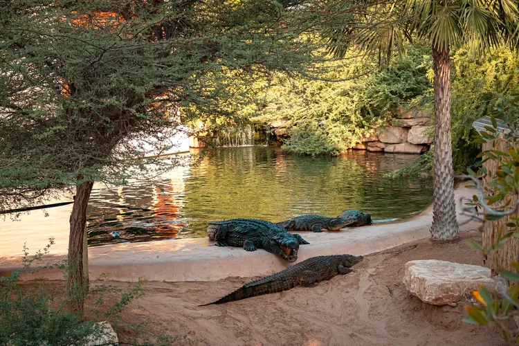 Dubai Crocodile Park