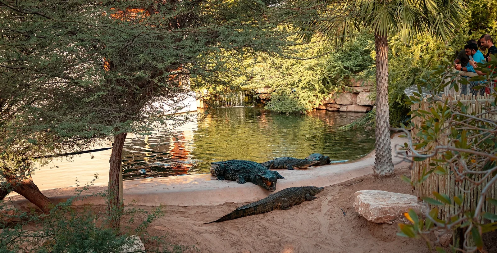 Dubai Crocodile Park