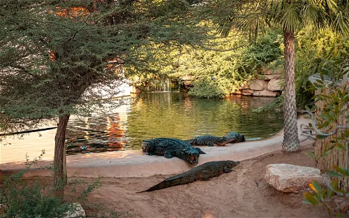 Dubai Crocodile Park