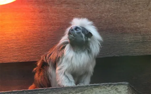 Symbio Wildlife Park