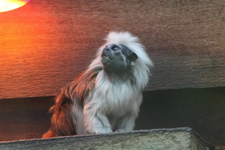 Symbio Wildlife Park
