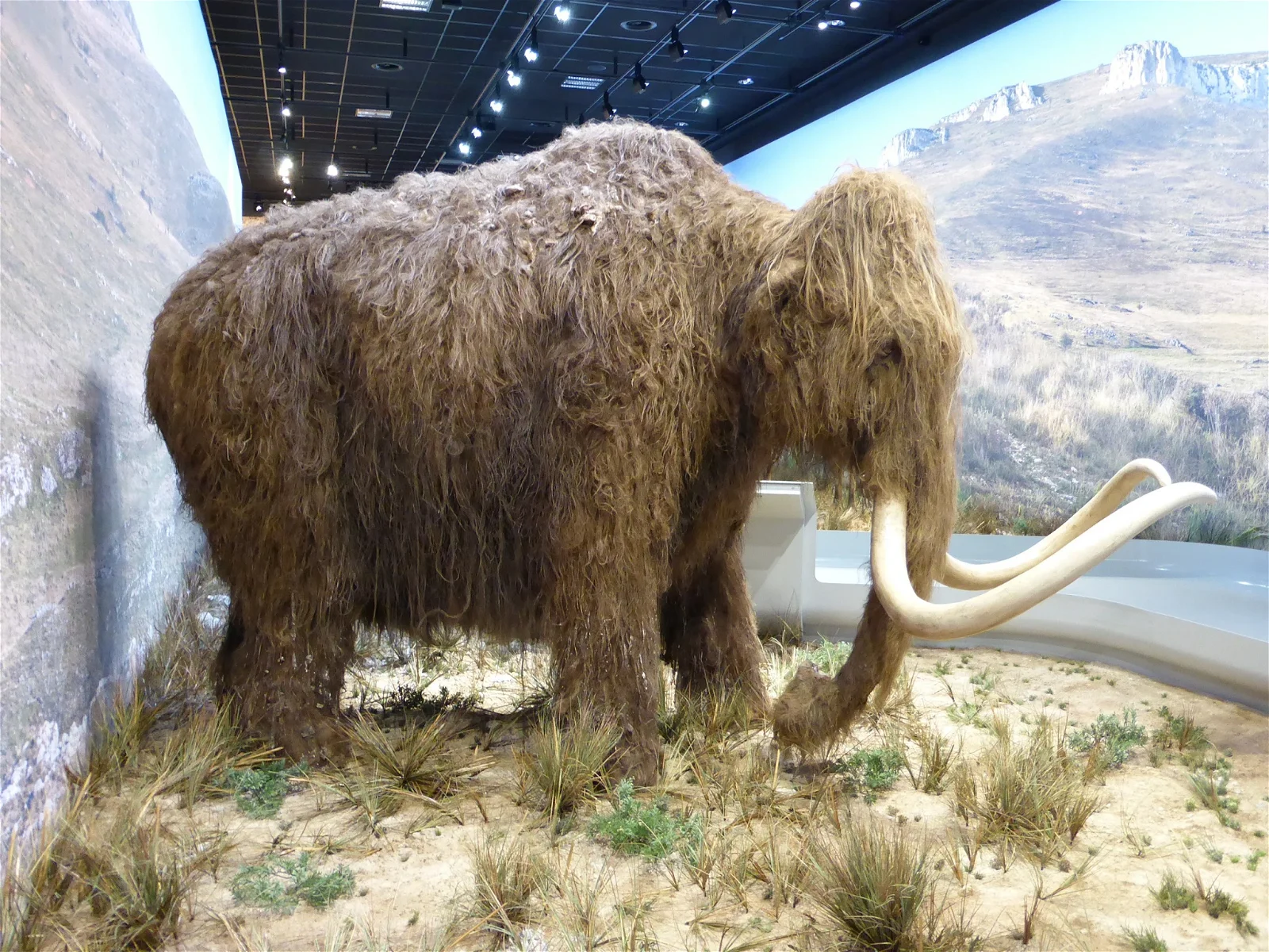 Galerie de l'Aurignacien