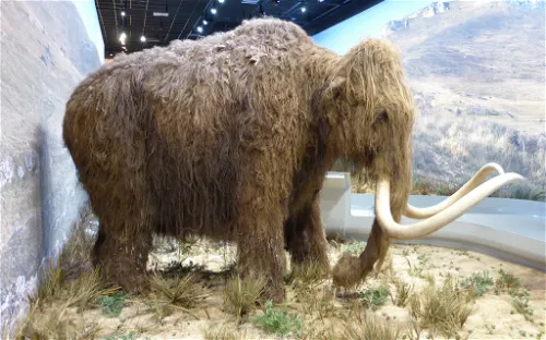 Galerie de l'Aurignacien