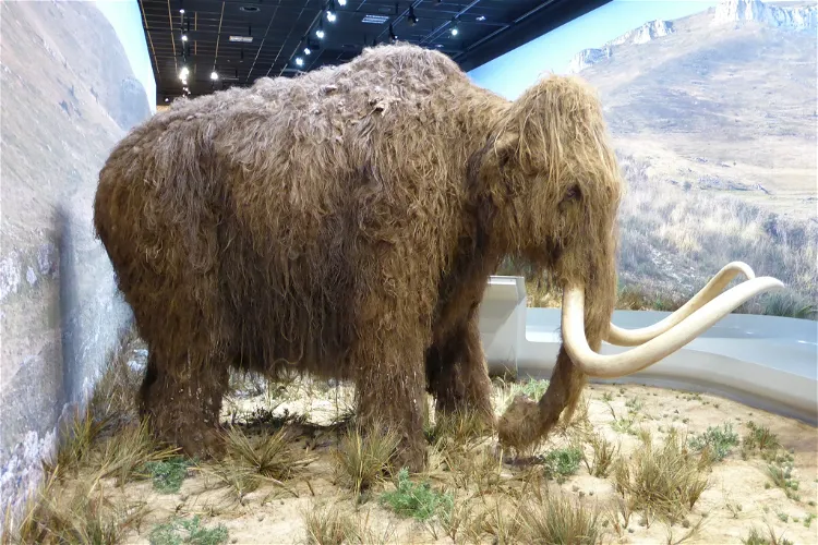 Galerie de l'Aurignacien