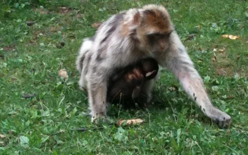 La Forêt des Singes
