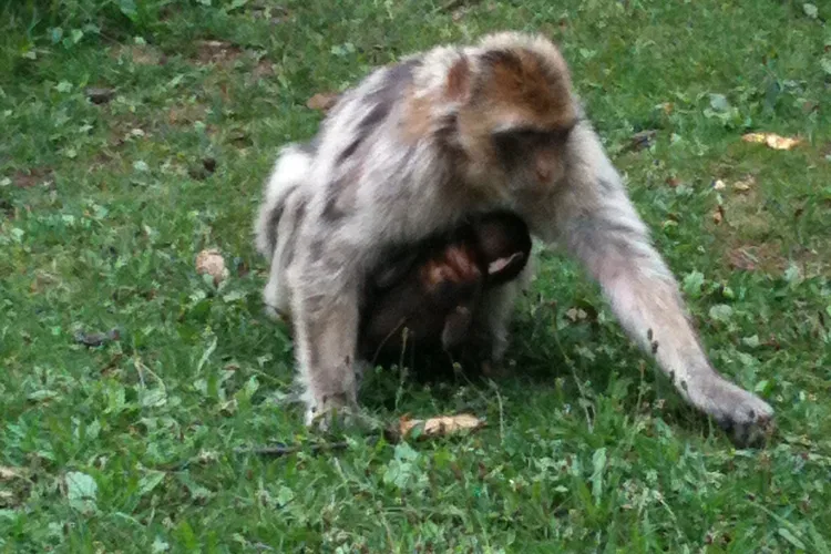 La Forêt des Singes