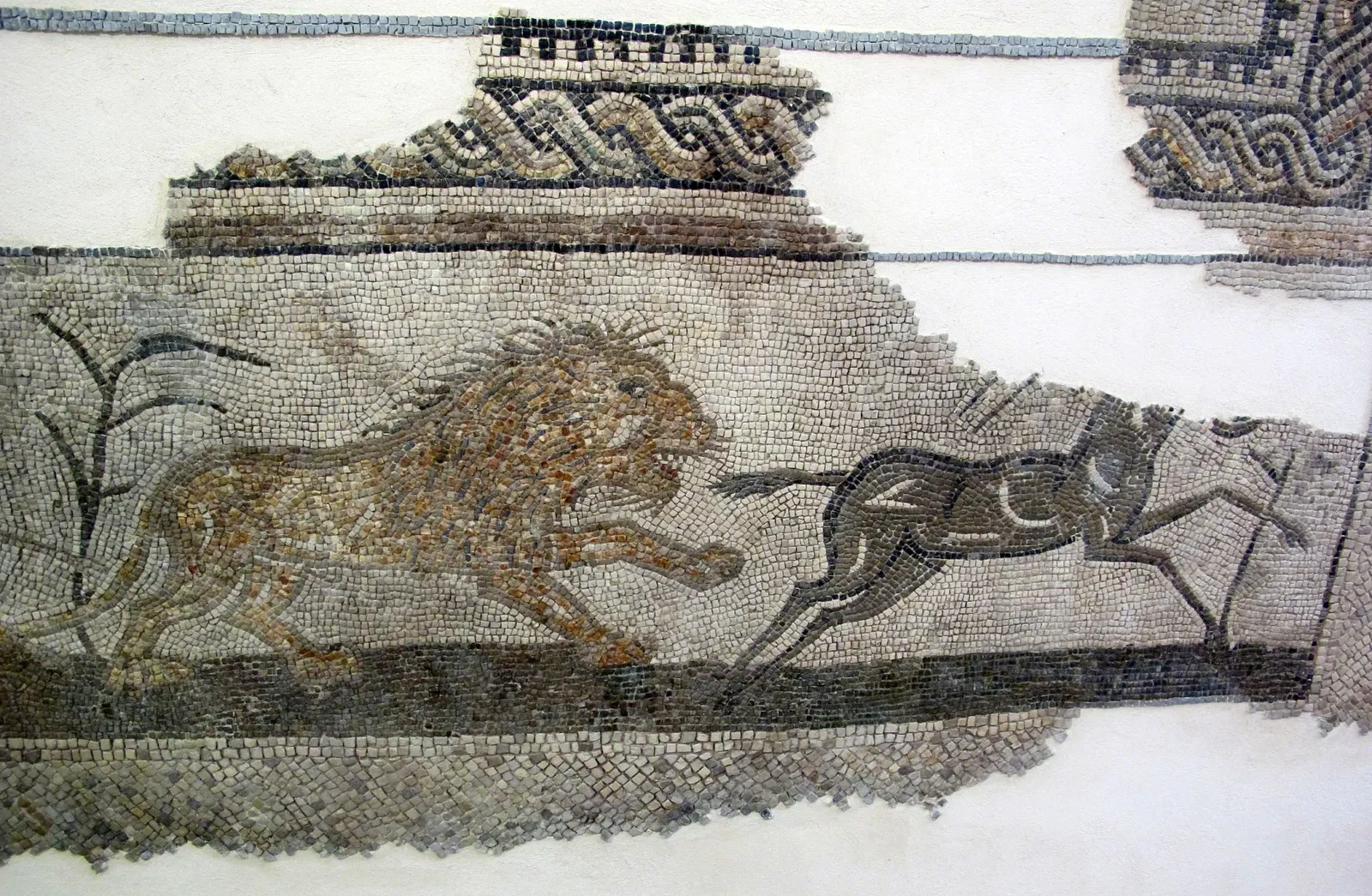 Museo della Città „Luigi Tonini“