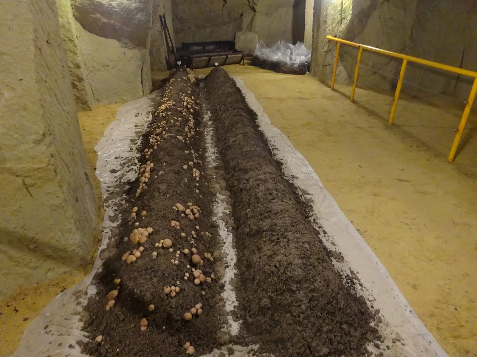 Musée du Champignon