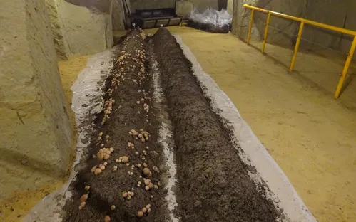 Musée du Champignon