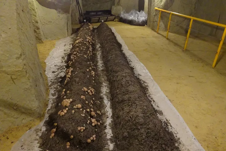 Musée du Champignon