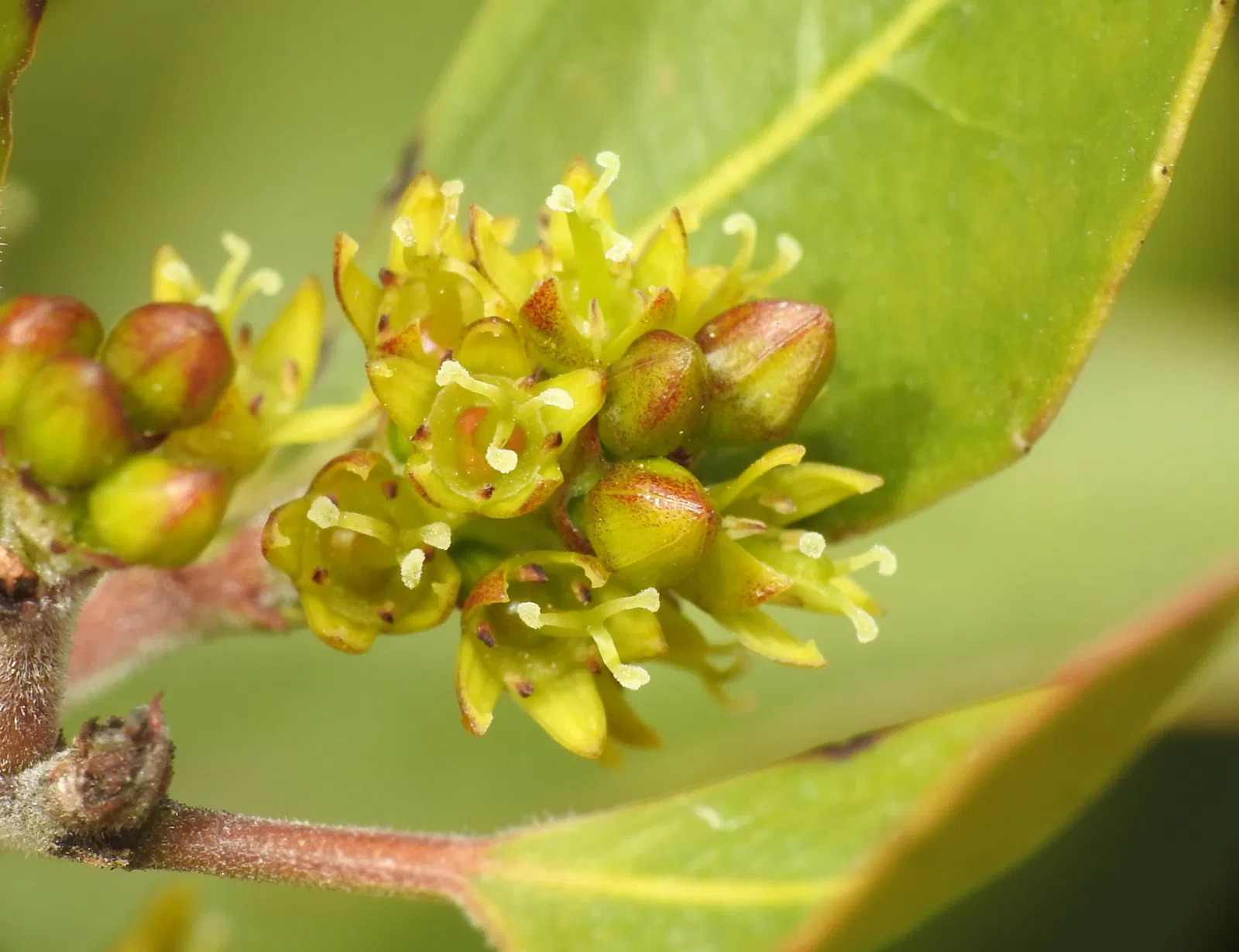 Botanic Garden of Castilla-La Mancha