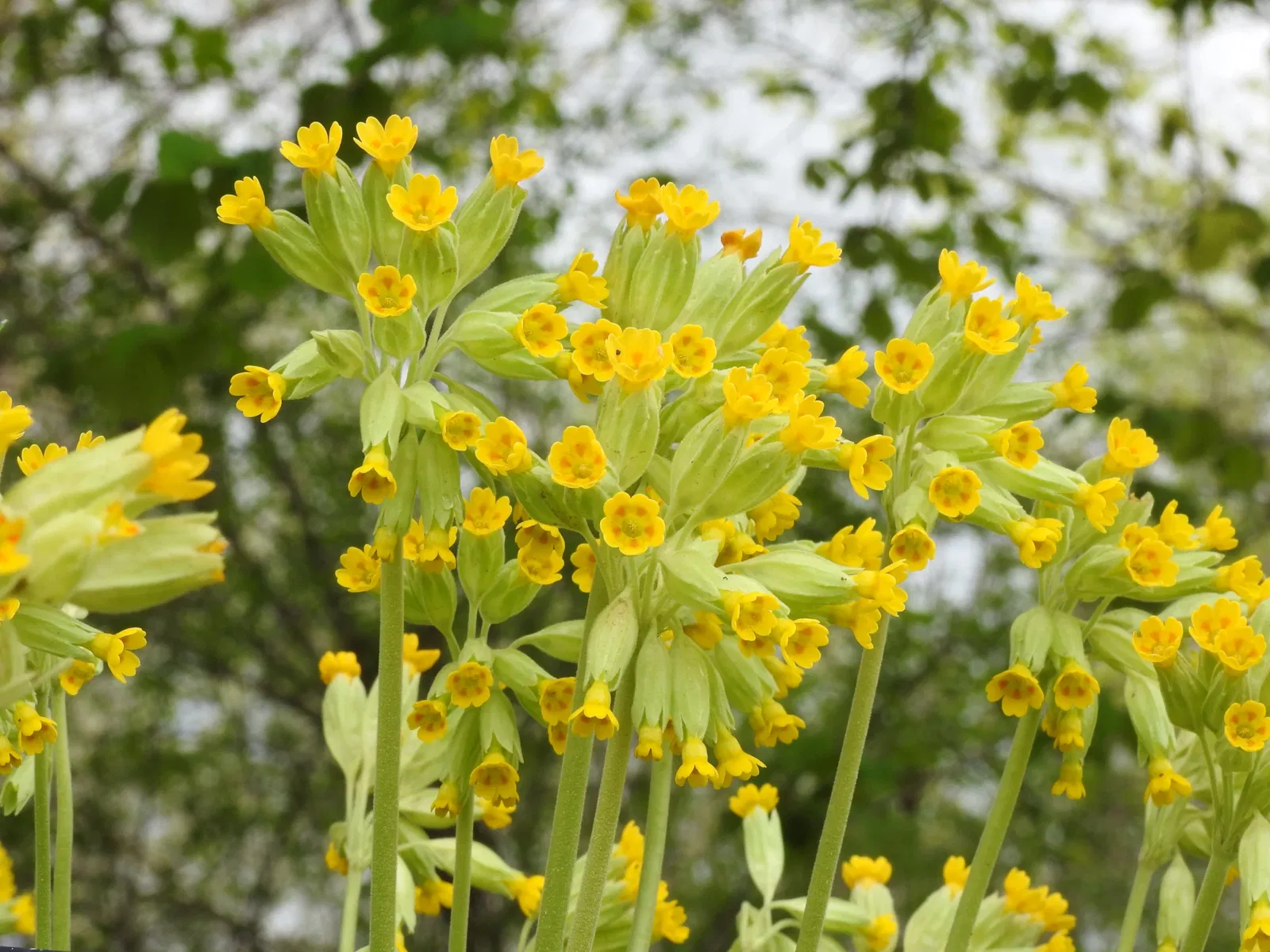 Botanischer Garten Castilla-La Mancha