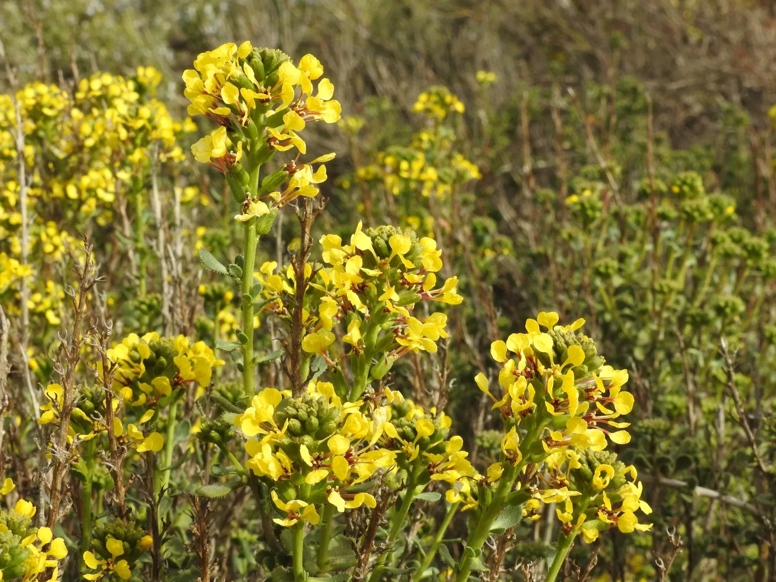 Orto Botanico di Castilla-La Mancha